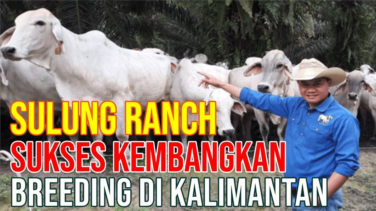 Sulung Ranch Peternakan Sapi Yang Sukses Kembangkan Breeding Di Kalimantan.jpg